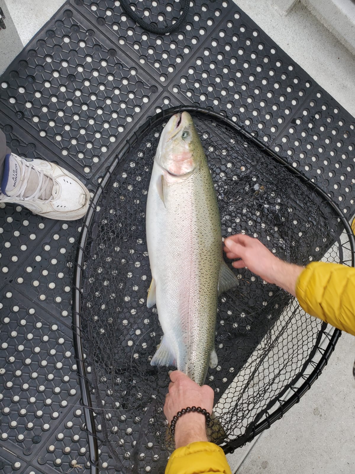 Big rainbow trout fresh in the net