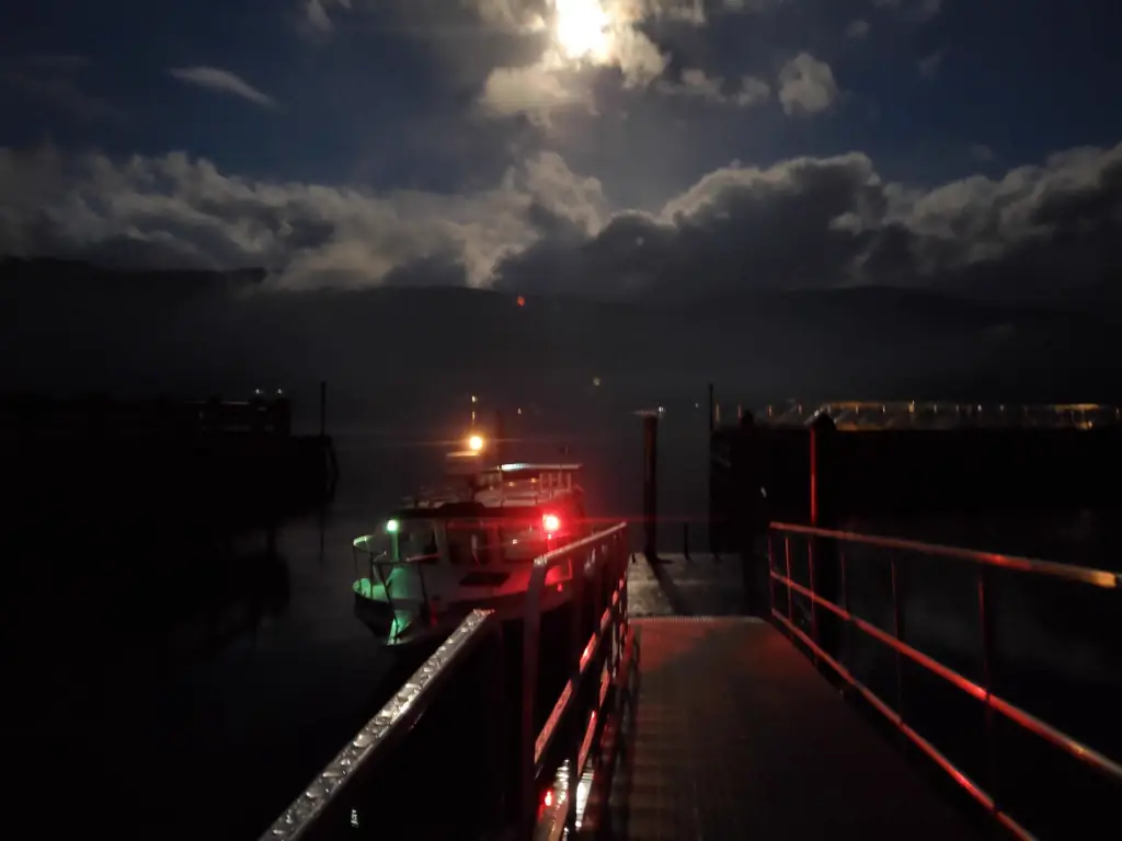 Kingfisher at the dock under moonlight