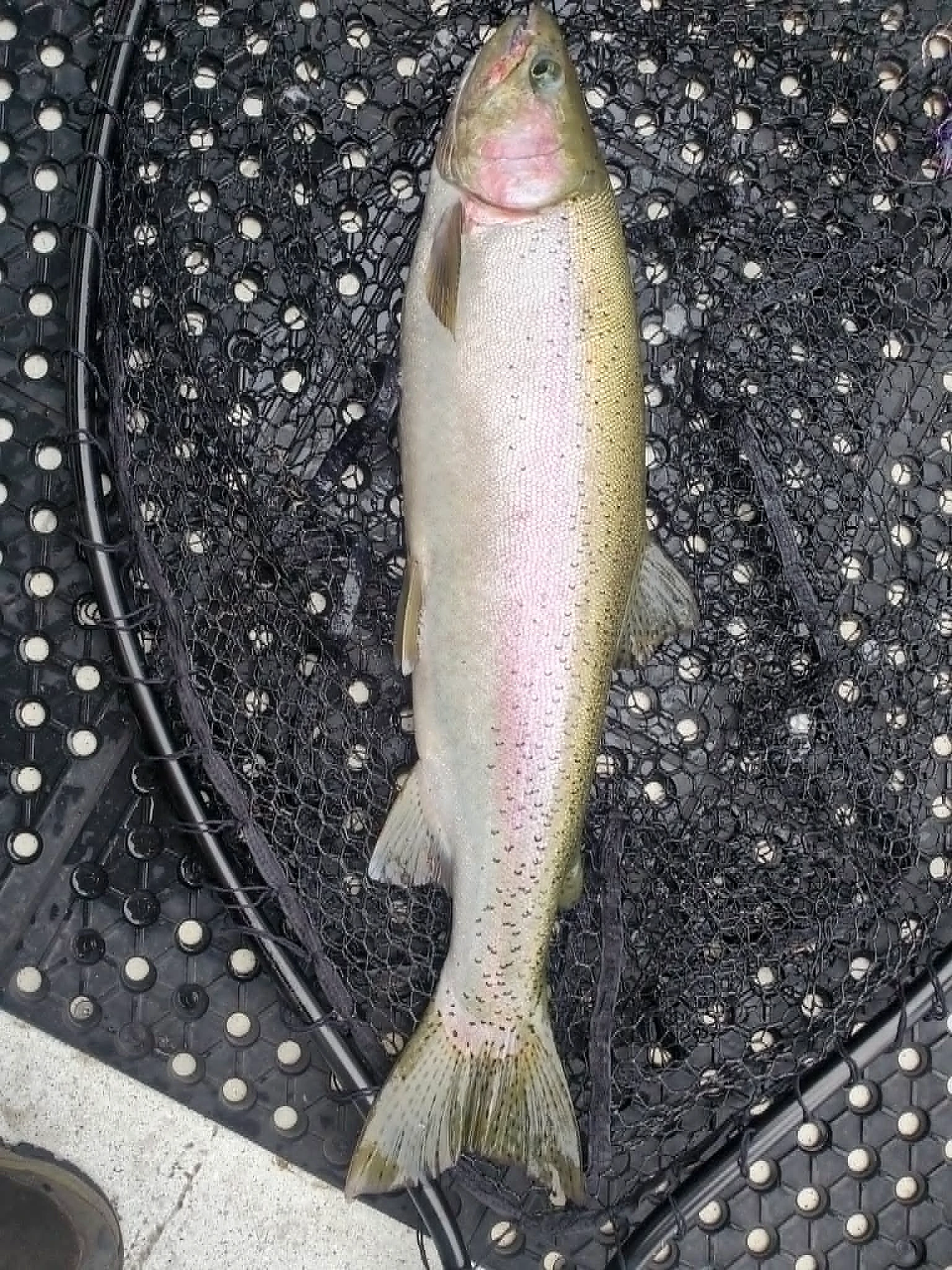 Trophy rainbow trout resting in a landing net