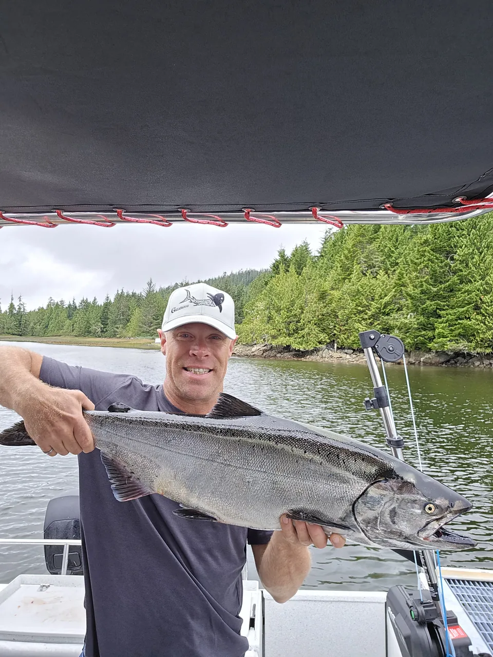 Chinook salmon in a sheltered inlet