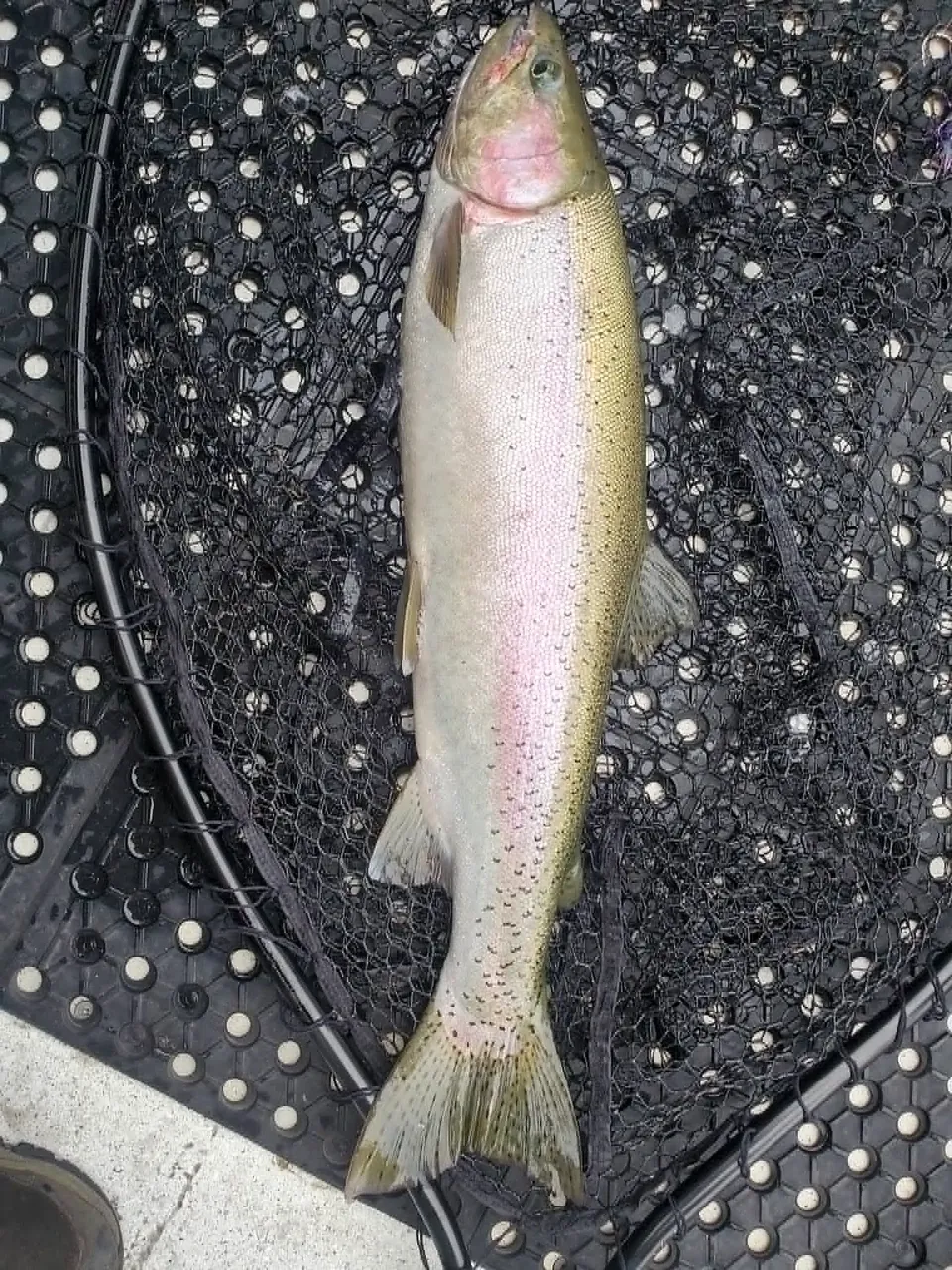 Trophy rainbow trout in the net