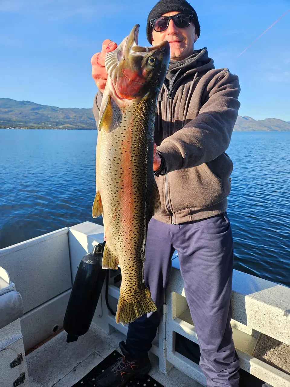 Trophy rainbow trout, Okanagan Lake